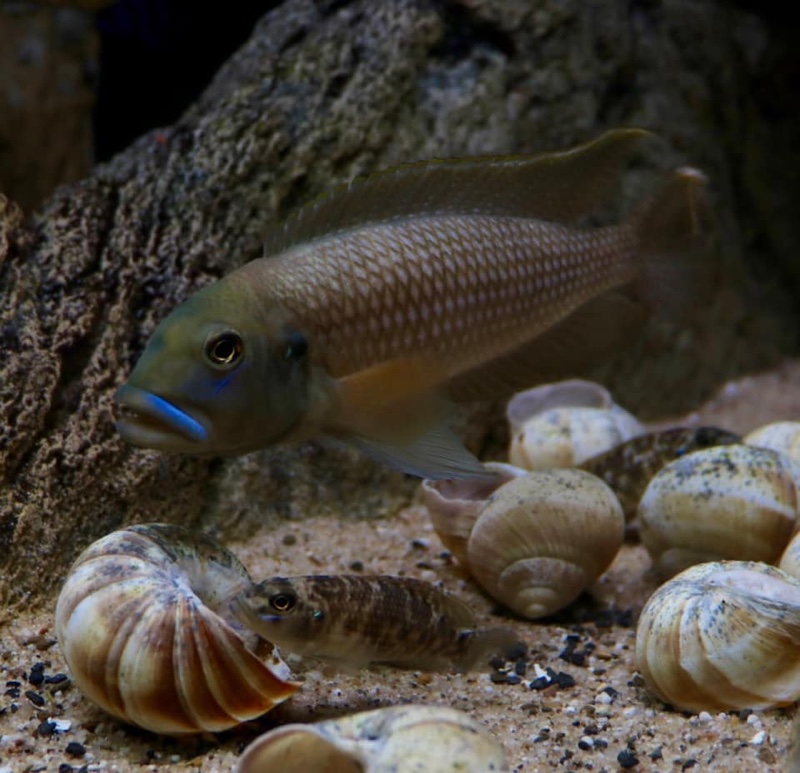 Lamprologus callipterus